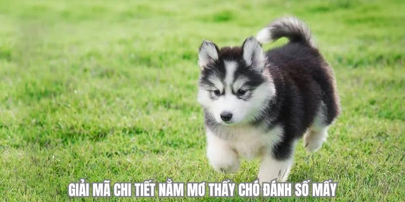 Giải mã chi tiết nằm mơ thấy chó đánh số mấy 