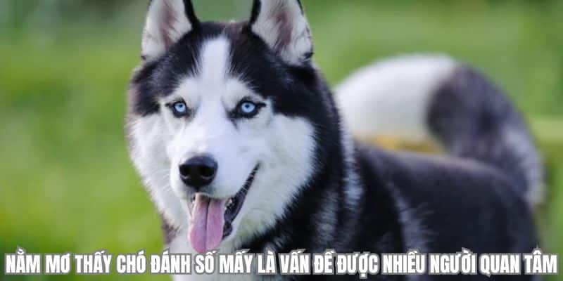 Nằm mơ thấy chó đánh số mấy là vấn đề được nhiều người quan tâm