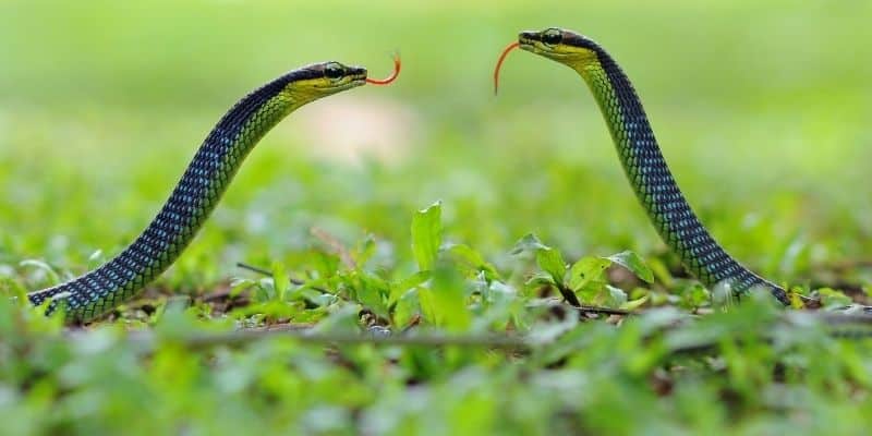 Rắn trong mơ sẽ tiết lộ cho bạn nhiều điều bí ẩn